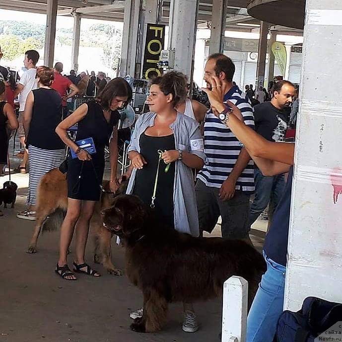 Фото: ньюфаундленд Браунблад МСК Аванти Дарлинг Кид (Brownblood MSK Avanti Darling Kid)