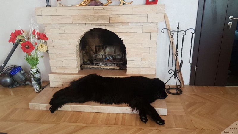 Фото: ньюфаундленд Талисман Моря Корвет (Talisman Morya Korvet)