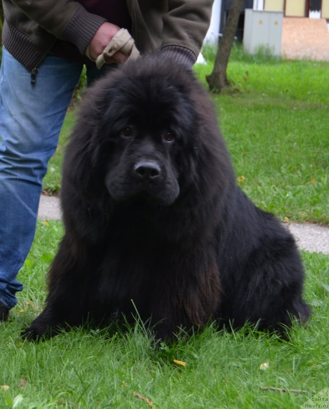 Фото: ньюфаундленд Браунблад МСК Амадей-Дефендер (Brownblood MSK Amadey-Defender)