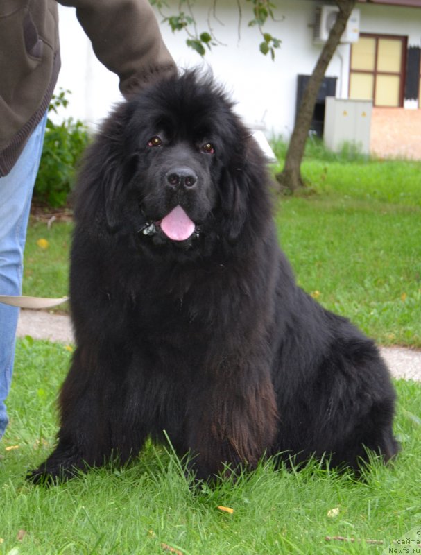 Фото: ньюфаундленд Браунблад МСК Амадей-Дефендер (Brownblood MSK Amadey-Defender)