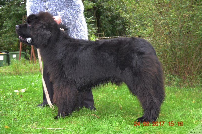 Фото: ньюфаундленд Браунблад МСК Амадей-Дефендер (Brownblood MSK Amadey-Defender)