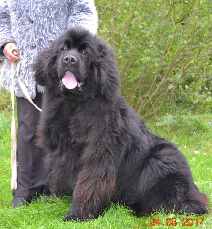 Фото: ньюфаундленд Браунблад МСК Амадей-Дефендер (Brownblood MSK Amadey-Defender)