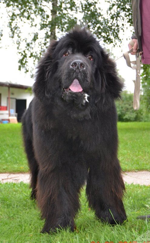 Фото: ньюфаундленд Браунблад МСК Амадей-Дефендер (Brownblood MSK Amadey-Defender)