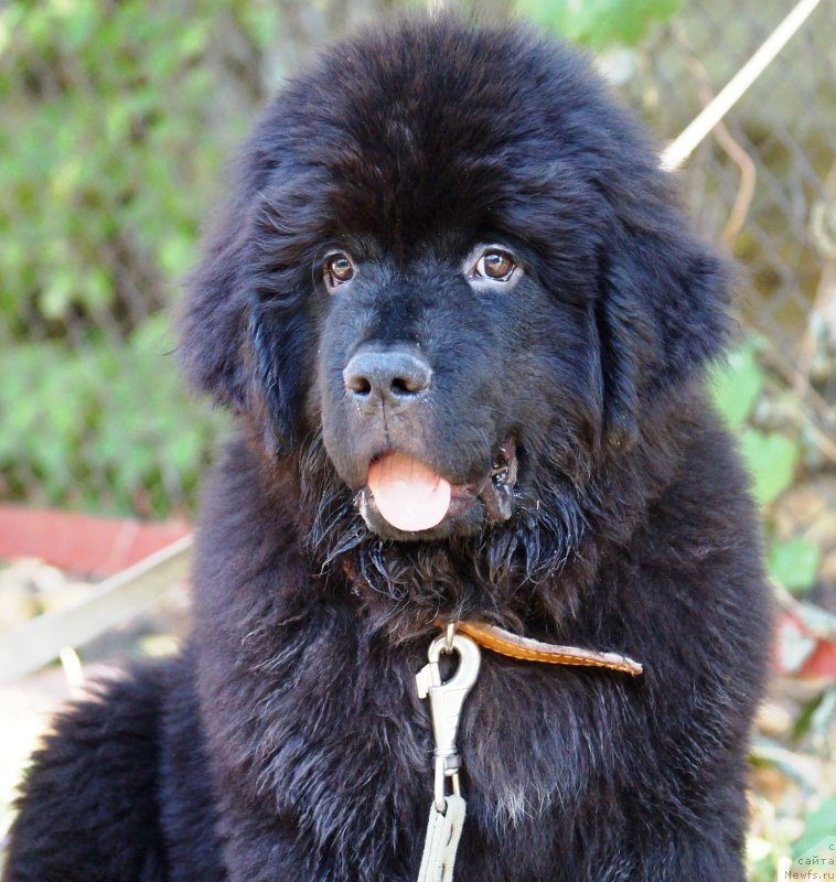 Фотография № 229046