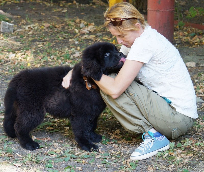 Фото: ньюфаундленд Монарх с Берега Дона (Monarh s Berega Dona), Елена Кирпа
