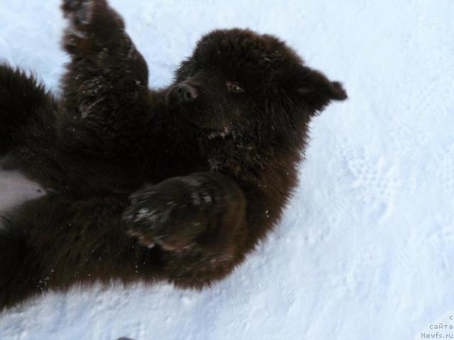 Фото: ньюфаундленд Марица с Берега Дона для Пчёлкиного Дома (Maritsa s Berega Dona for Pchiolkin Dom)