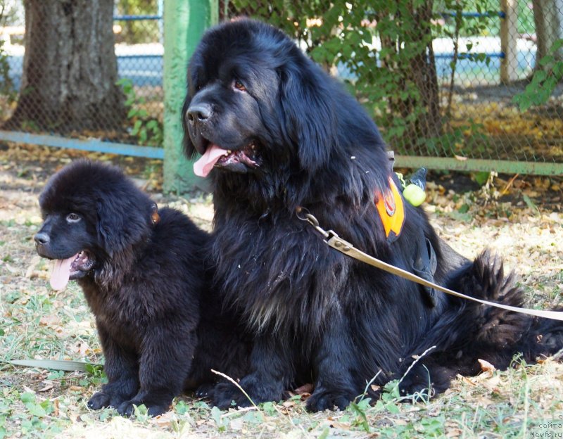 Фото: ньюфаундленд Монарх с Берега Дона (Monarh s Berega Dona), ньюфаундленд Чарующий Чезарио (Charuyuschiy Chezario)