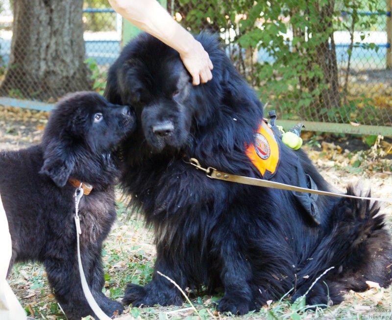 Фото: ньюфаундленд Монарх с Берега Дона (Monarh s Berega Dona), ньюфаундленд Чарующий Чезарио (Charuyuschiy Chezario)