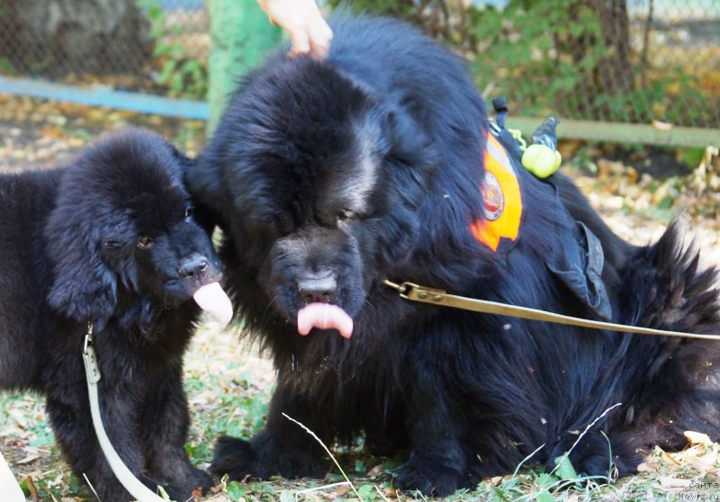 Фото: ньюфаундленд Монарх с Берега Дона (Monarh s Berega Dona), ньюфаундленд Чарующий Чезарио (Charuyuschiy Chezario)