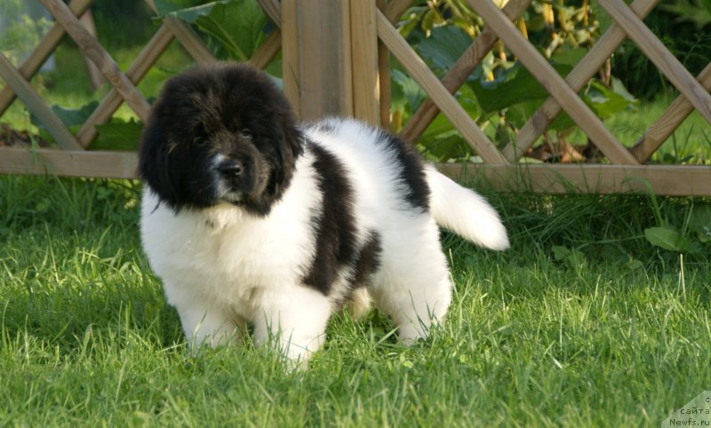 Фото: ньюфаундленд Сноу Викинг Бэмби