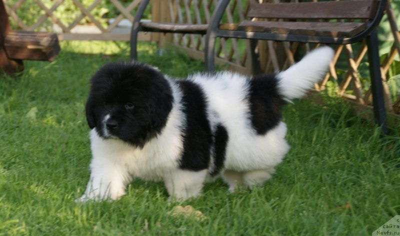 Фото: ньюфаундленд Сноу Викинг Бэмби