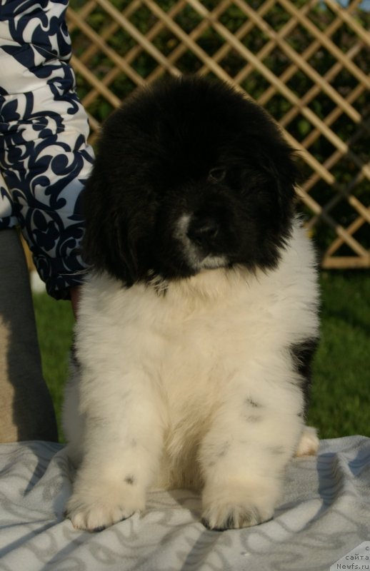 Фото: ньюфаундленд Сноу Викинг Бэмби