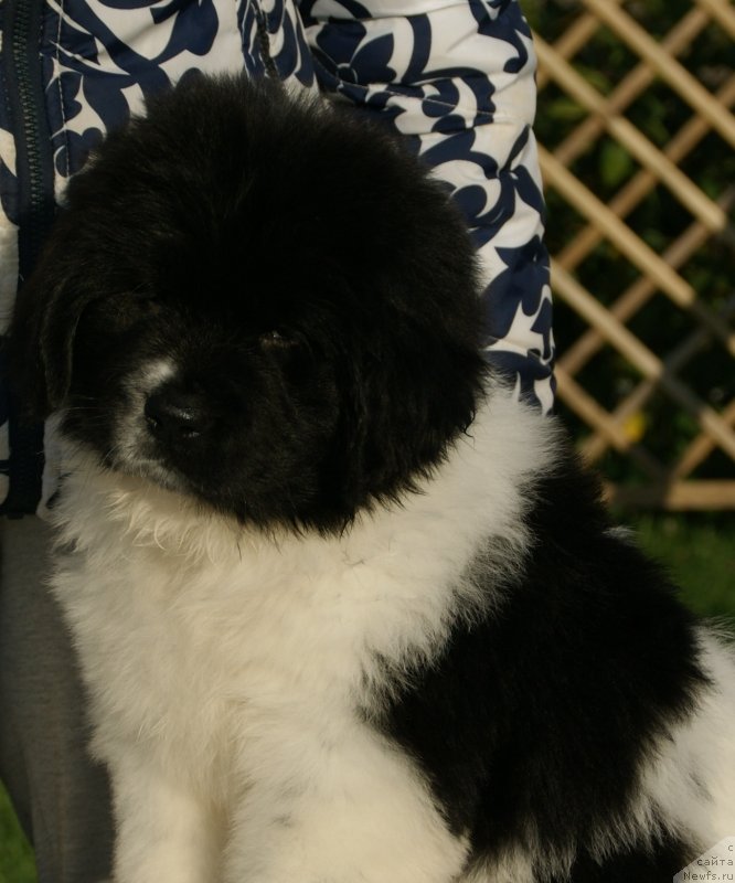 Фото: ньюфаундленд Сноу Викинг Бэмби