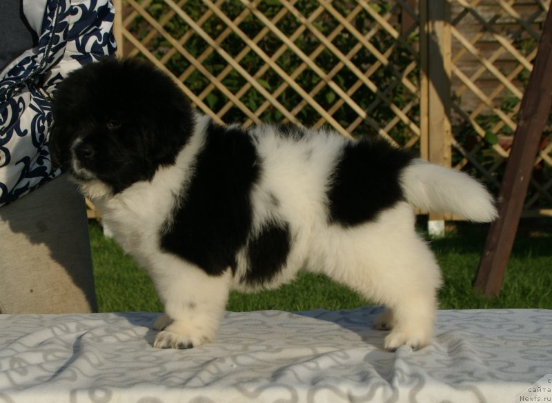 Фото: ньюфаундленд Сноу Викинг Бэмби