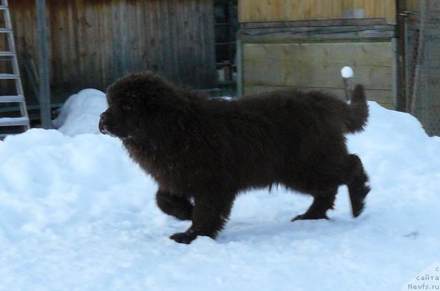 Фото: ньюфаундленд Марица с Берега Дона для Пчёлкиного Дома (Maritsa s Berega Dona for Pchiolkin Dom)