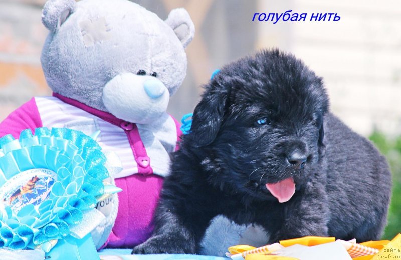 Фото: ньюфаундленд Айвенго Отважное Сердце