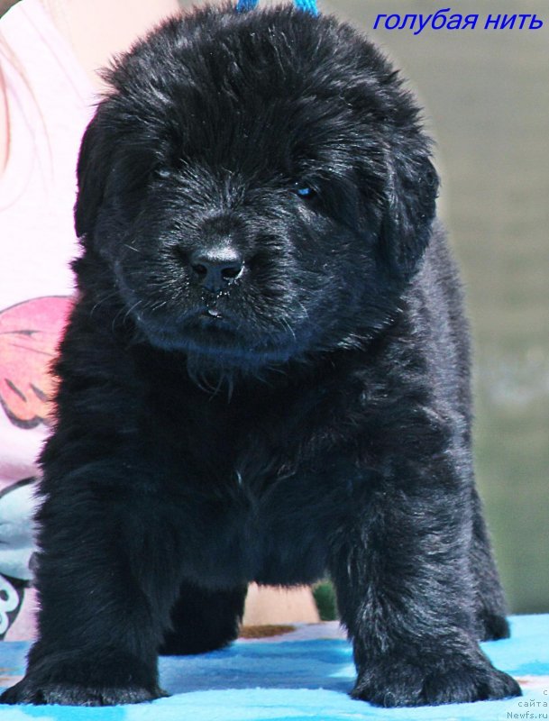 Фото: ньюфаундленд Айвенго Отважное Сердце