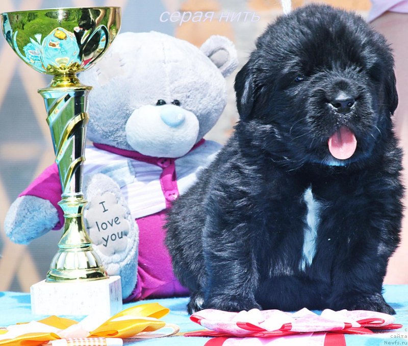 Фото: ньюфаундленд Алмаз Вестник Удачи