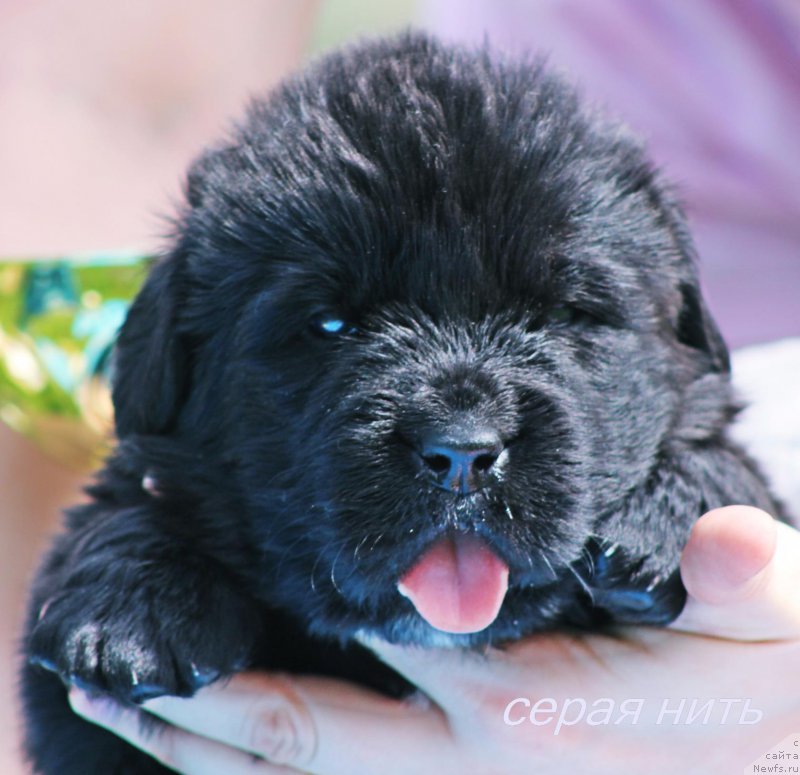 Фото: ньюфаундленд Алмаз Вестник Удачи