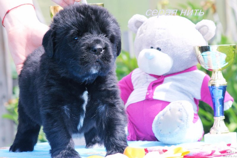 Фото: ньюфаундленд Алмаз Вестник Удачи