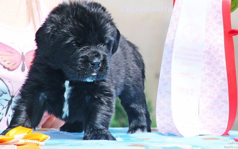 Фото: ньюфаундленд Алмаз Вестник Удачи