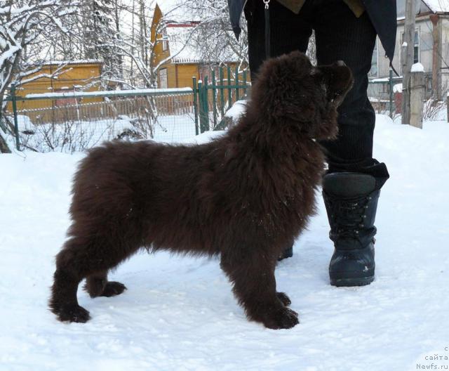 Фото: ньюфаундленд Марица с Берега Дона для Пчёлкиного Дома (Maritsa s Berega Dona for Pchiolkin Dom)