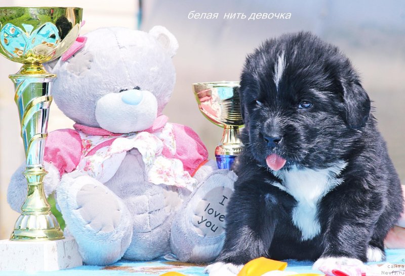 Фото: ньюфаундленд Аврора Богиня Зари