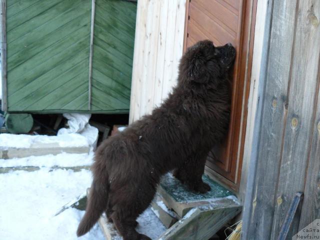 Фото: ньюфаундленд Марица с Берега Дона для Пчёлкиного Дома (Maritsa s Berega Dona for Pchiolkin Dom)
