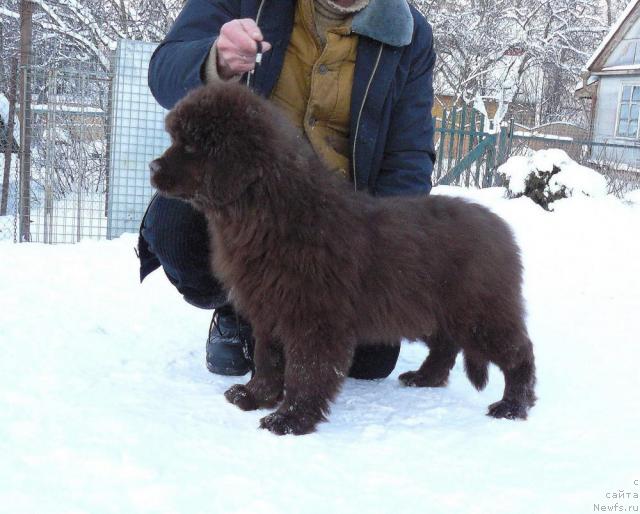 Фото: ньюфаундленд Марица с Берега Дона для Пчёлкиного Дома (Maritsa s Berega Dona for Pchiolkin Dom)