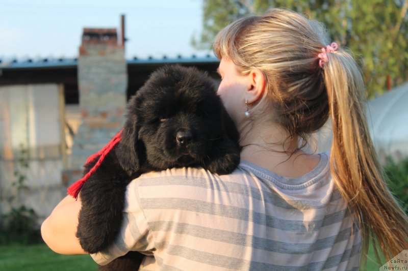 Фото: ньюфаундленд Аркадия Райский Дождь