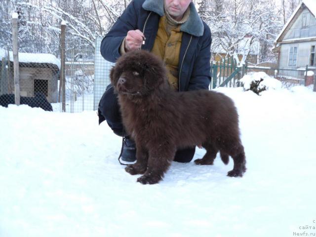 Фото: ньюфаундленд Марица с Берега Дона для Пчёлкиного Дома (Maritsa s Berega Dona for Pchiolkin Dom)