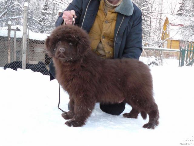 Фото: ньюфаундленд Марица с Берега Дона для Пчёлкиного Дома (Maritsa s Berega Dona for Pchiolkin Dom)