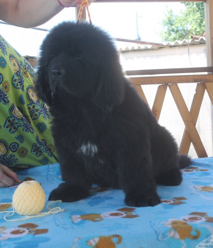 Фото: ньюфаундленд Амур с Душою Льва