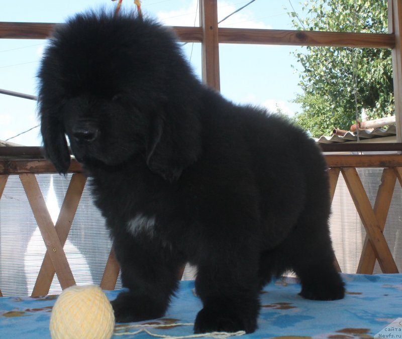 Фото: ньюфаундленд Амур с Душою Льва
