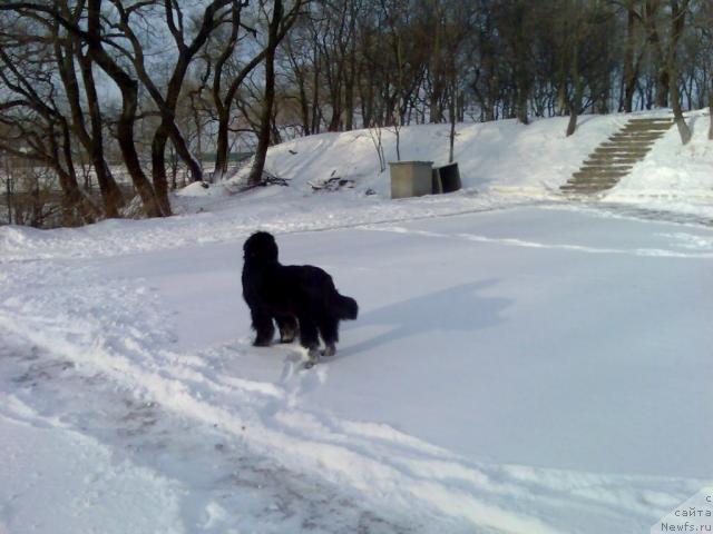 Фото: ньюфаундленд Интерио Соури из Медвежьего Яра (Interio Souri iz Medvejyego Yara)