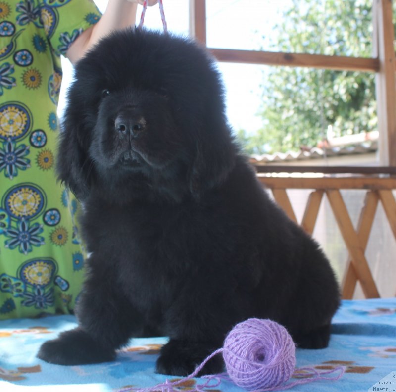 Фото: ньюфаундленд Авантюристка Солнечная Дива