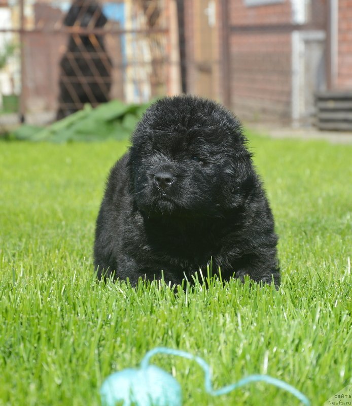 Фотография № 229154