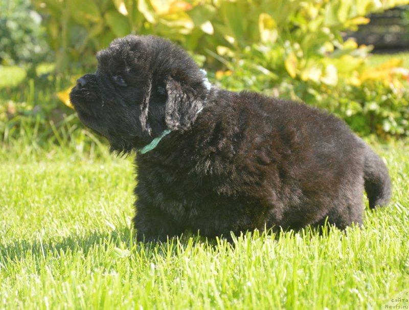 Фотография № 229155