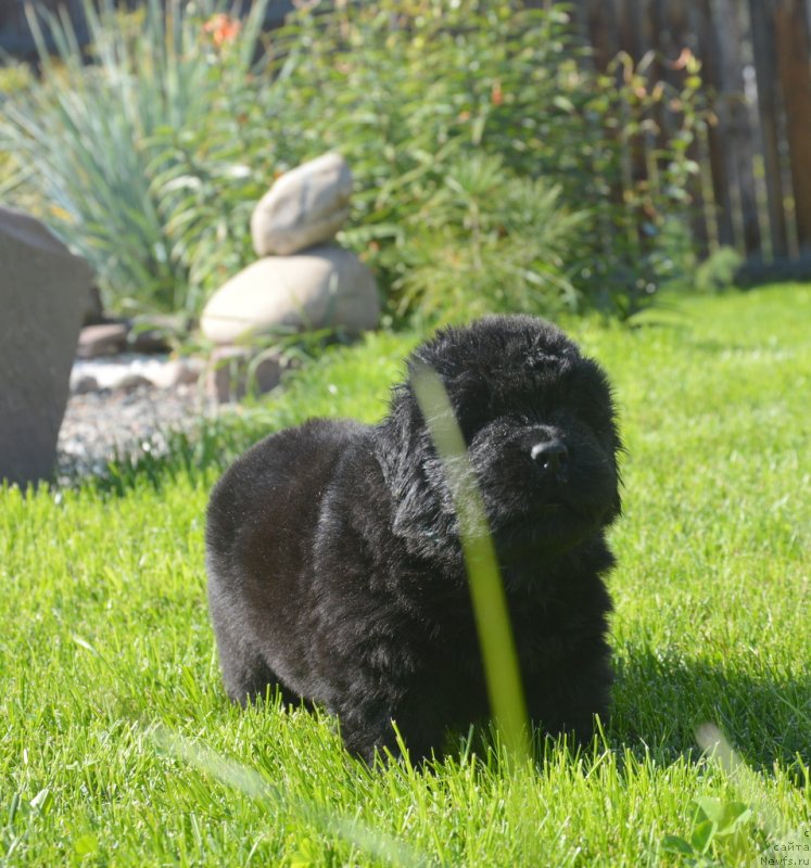 Фото: ньюфаундленд С'Нежная Вьюга Грехам Томас (S'Nezhnaya Vjuga Greham Thomas)
