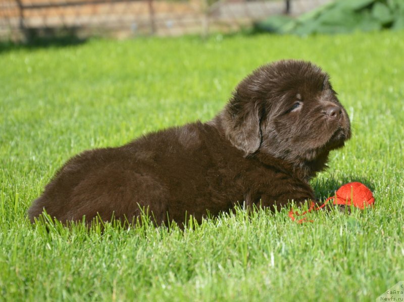 Фотография № 229159