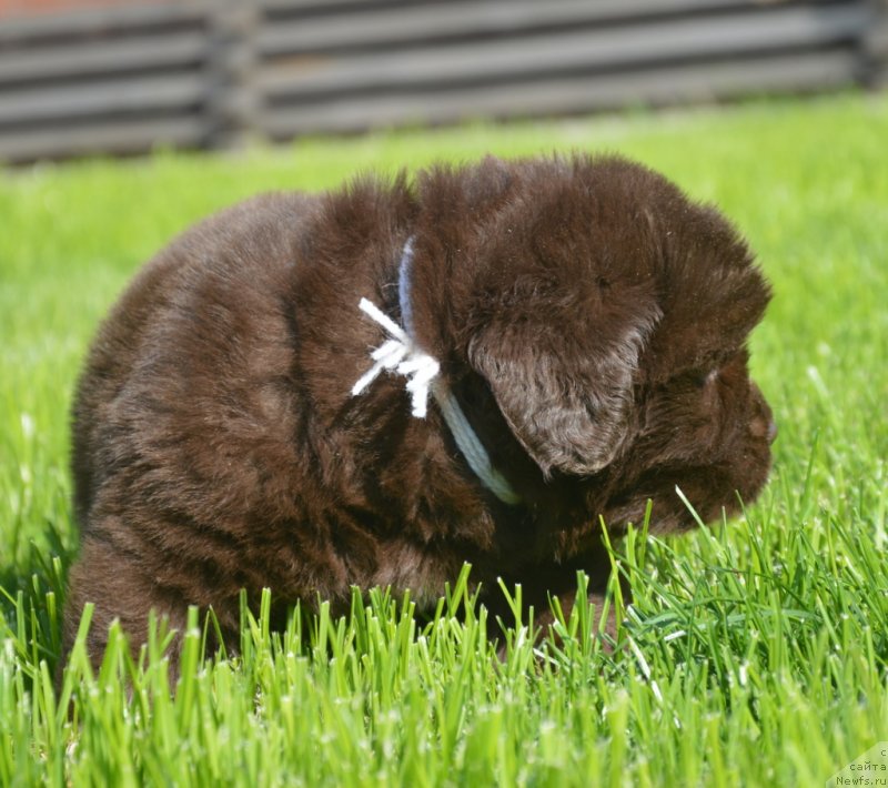 Фотография № 229166