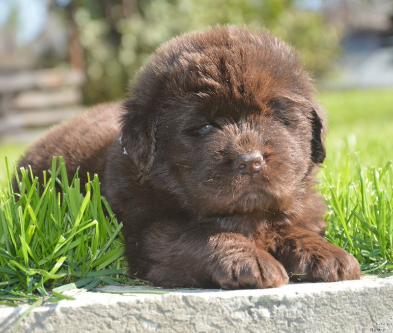 Фотография № 229167