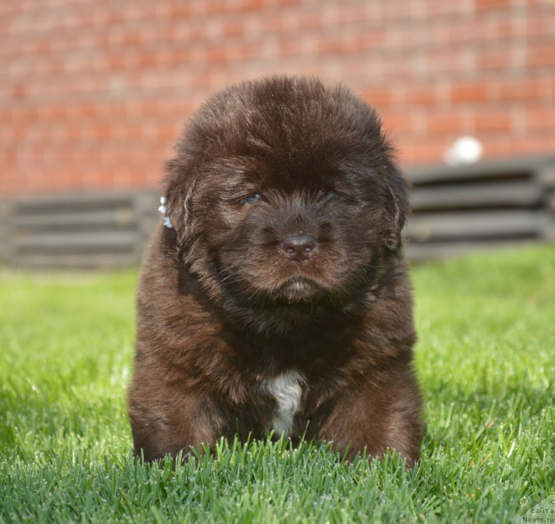 Фотография № 229168