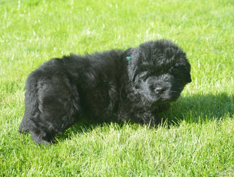 Фотография № 229172