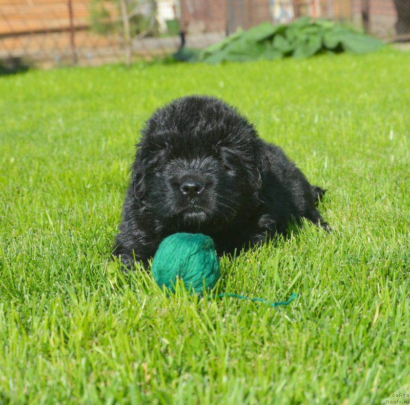 Фотография № 229173