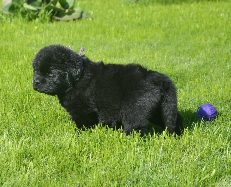 Фотография № 229176