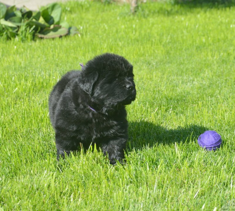 Фотография № 229179