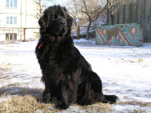 Фото: ньюфаундленд Интерио Соури из Медвежьего Яра (Interio Souri iz Medvejyego Yara)