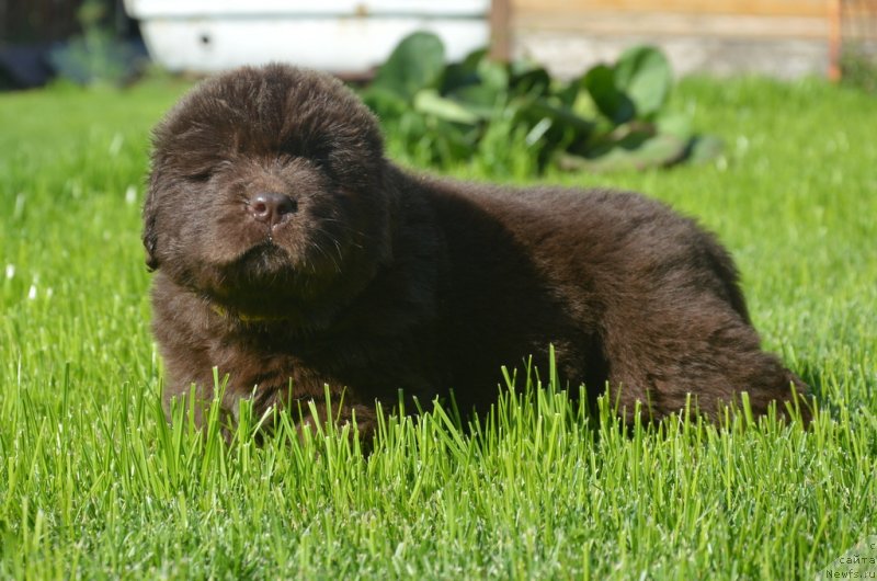 Фотография № 229184