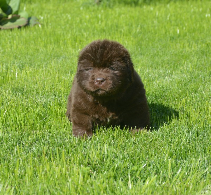 Фотография № 229185